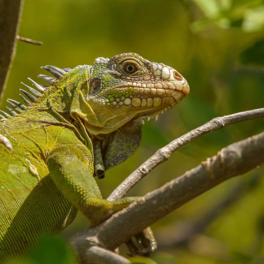 Iguane des Petites Antilles à l'Ilet Chancel