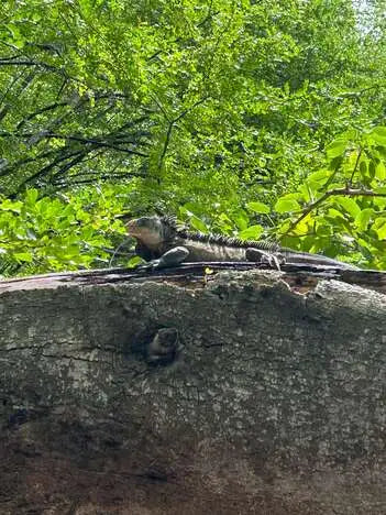 Excursion Bateau Martinique 1/2 Journée
