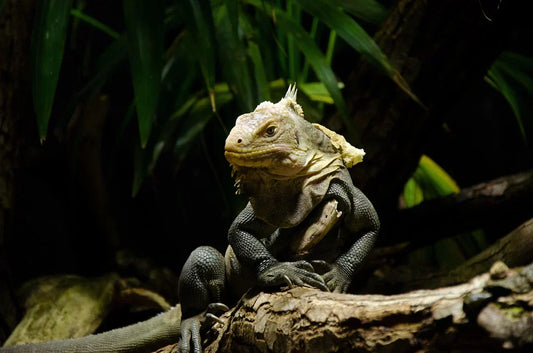 Les iguanes de l’ilet Chancel : un trésor vivant de la Martinique à découvrir